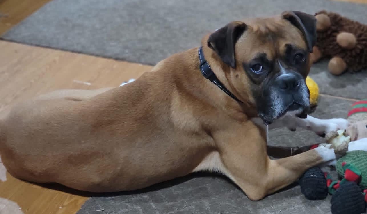Danny, an adopted Boxer in Fountaintown, IN image 4/6