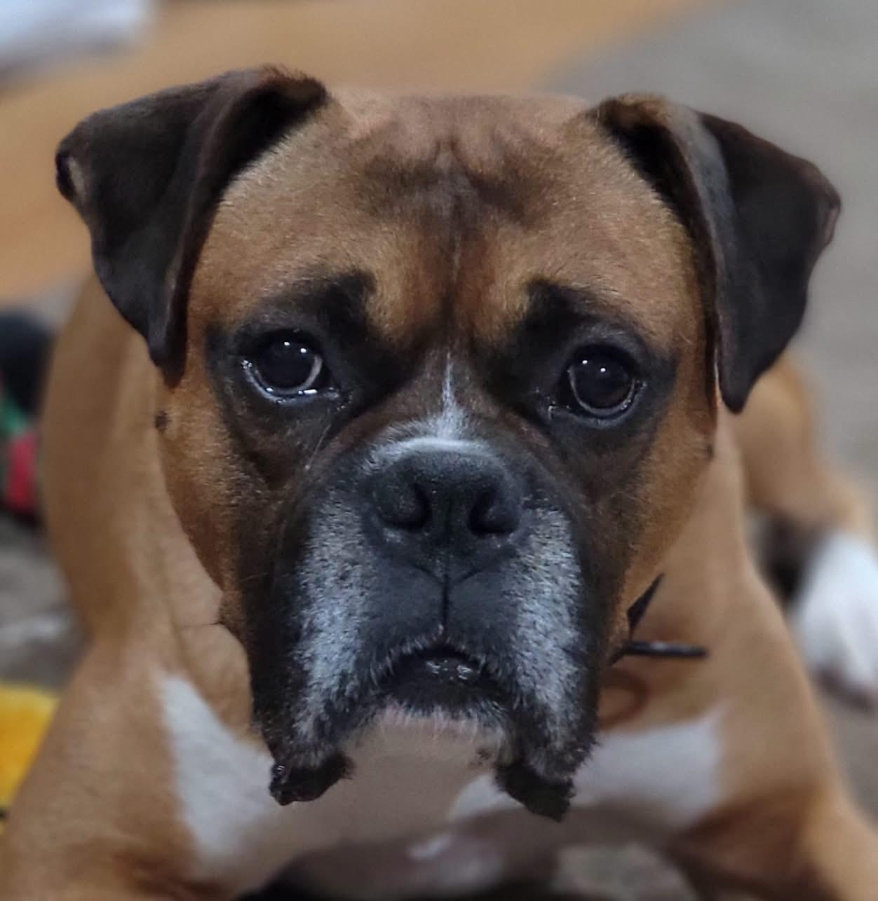 Danny, adopted, Adult Male Boxer.