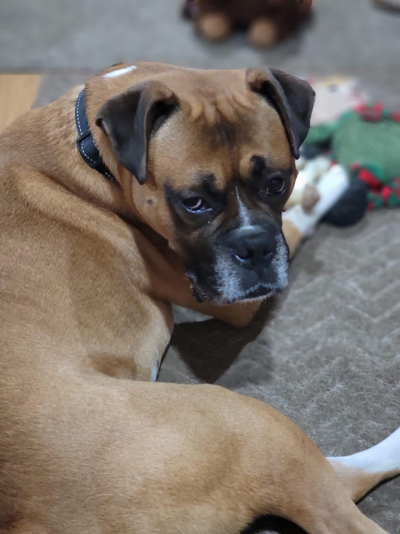 Danny, an adopted Boxer in Fountaintown, IN image 6/6