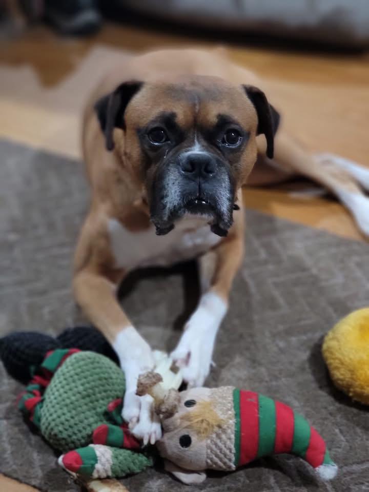 Danny, an adopted Boxer in Fountaintown, IN image 2/6