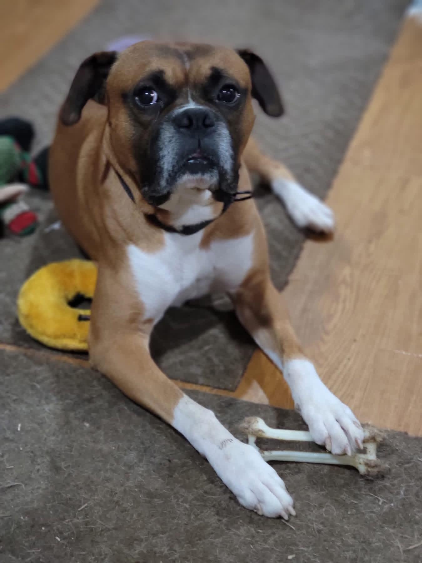 Danny, an adopted Boxer in Fountaintown, IN image 5/6