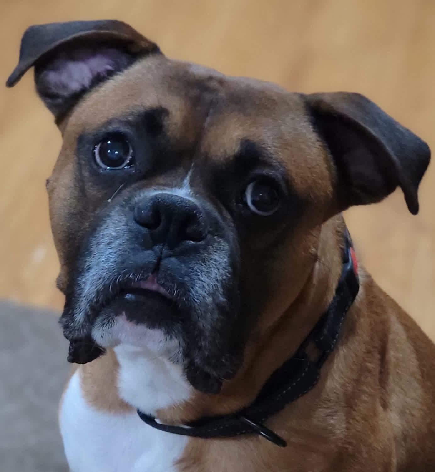 Danny, an adopted Boxer in Fountaintown, IN image 3/6