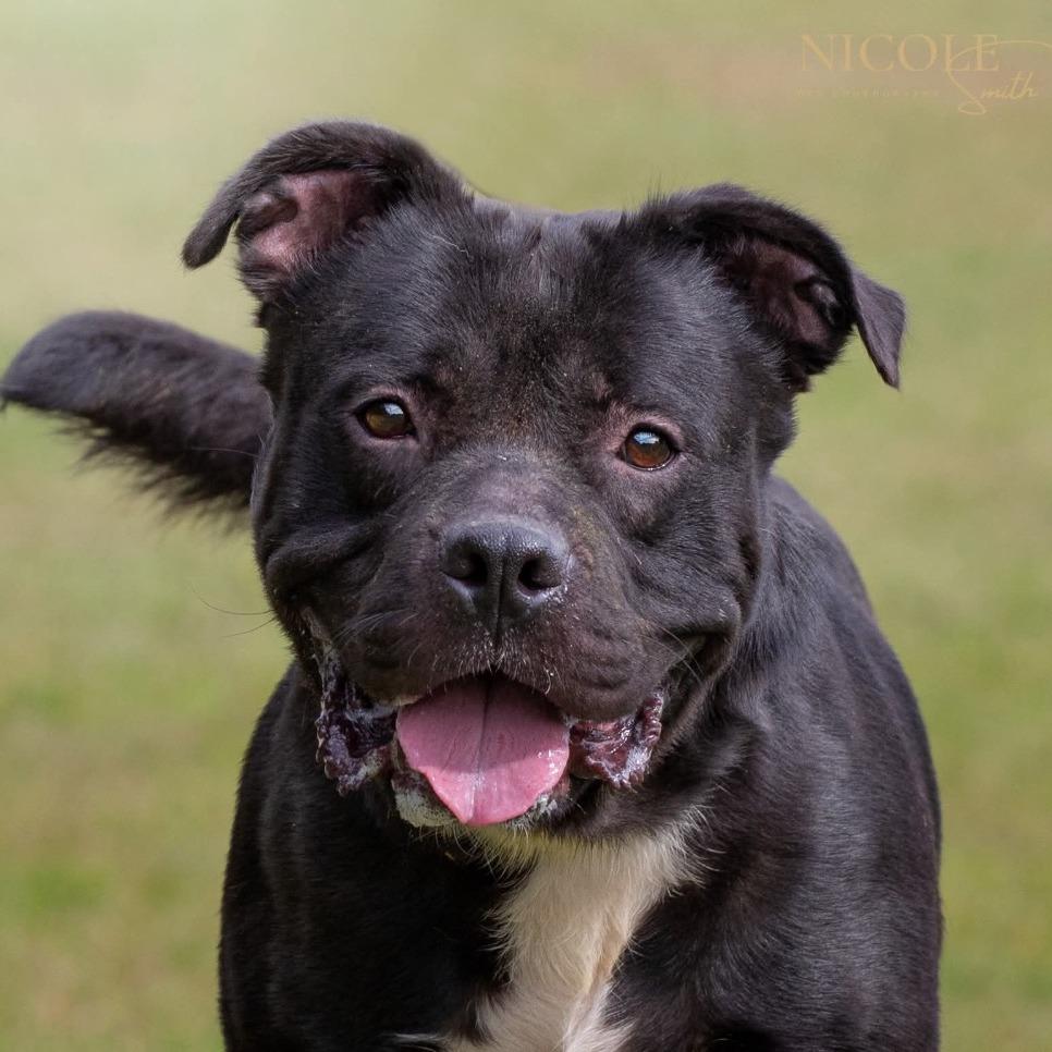 Tank, a Adoptable Mixed Breed in Henderson, KY image 1/4