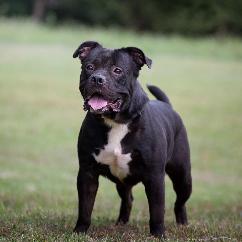 Tank, a Adoptable Mixed Breed in Henderson, KY image 2/4
