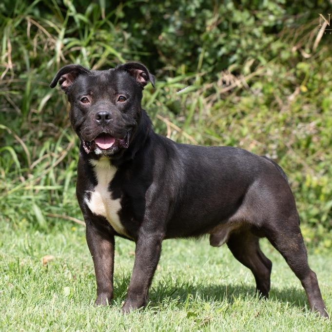 Tank, a Adoptable Mixed Breed in Henderson, KY image 3/4