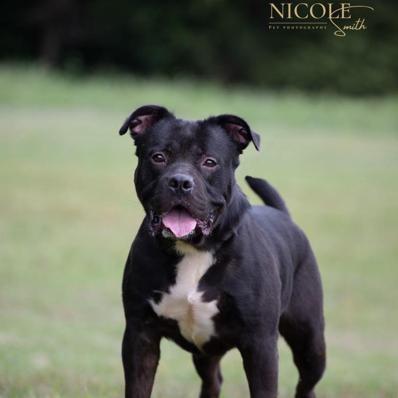 Tank, a Adoptable Mixed Breed in Henderson, KY image 4/4