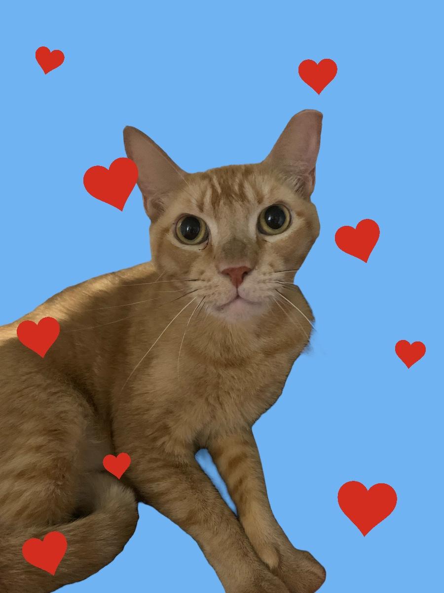 Orange and Joyce, a Adoptable Tabby in Parkland, FL image 2/4