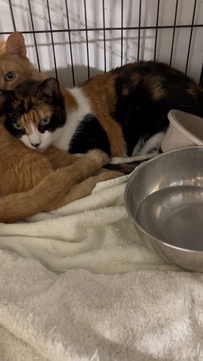 Enlarge Orange and Joyce, a Adoptable Tabby in Parkland, FL video 4/4