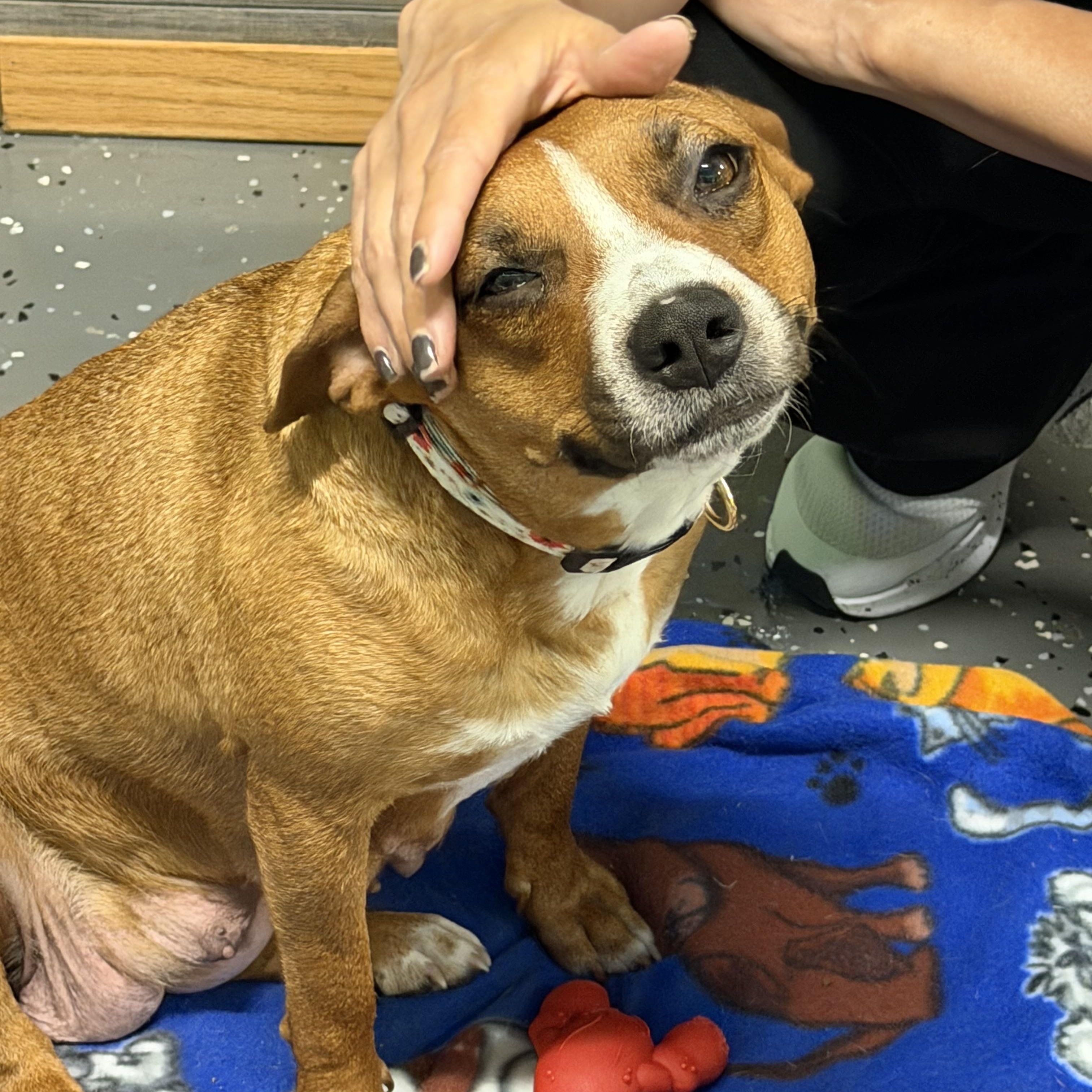 Enlarge Amiga, a ADOPTABLE mixed breed in Bettendorf, IA image 3/5