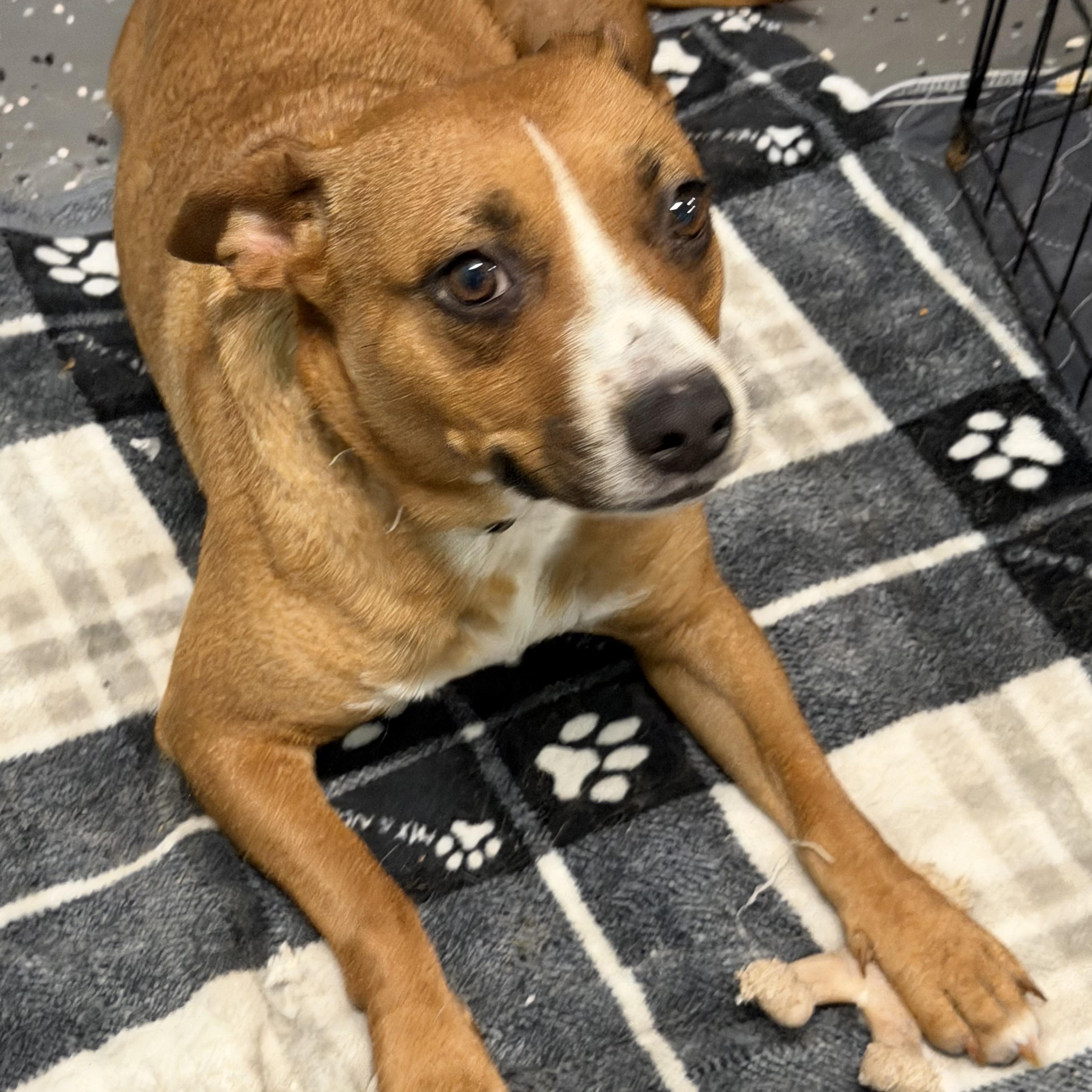 Enlarge Amiga, a ADOPTABLE mixed breed in Bettendorf, IA image 5/5