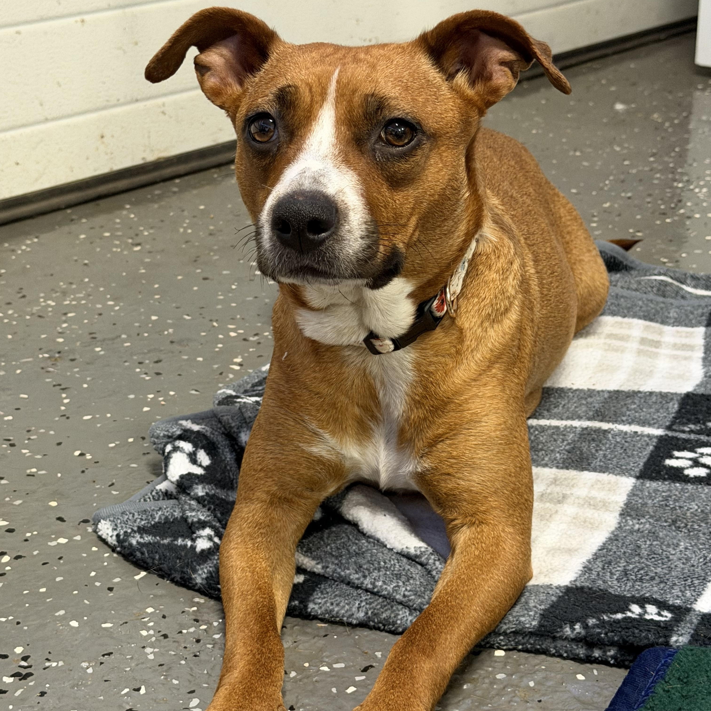 Enlarge Amiga, a ADOPTABLE mixed breed in Bettendorf, IA image 2/5