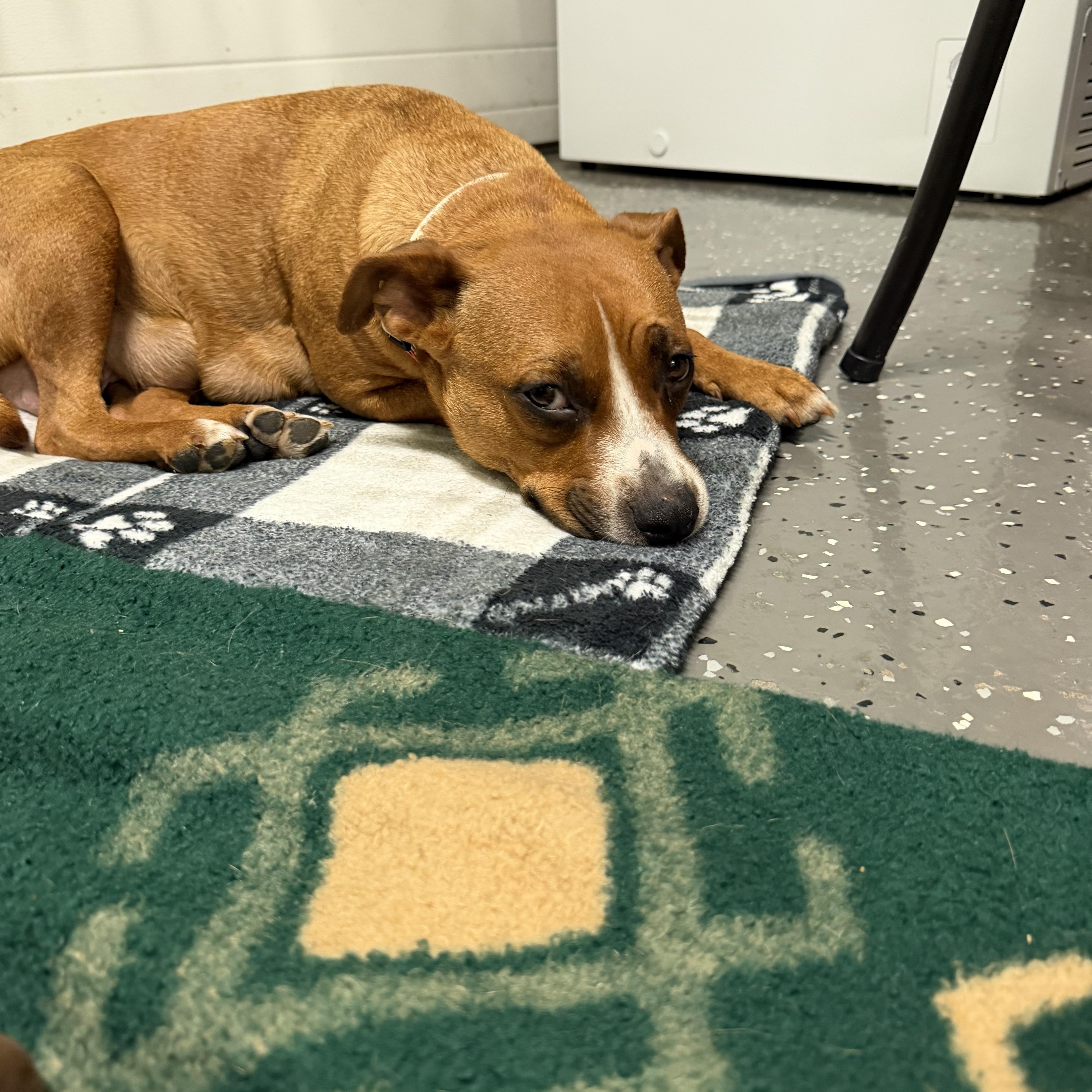 Enlarge Amiga, a ADOPTABLE mixed breed in Bettendorf, IA image 4/5