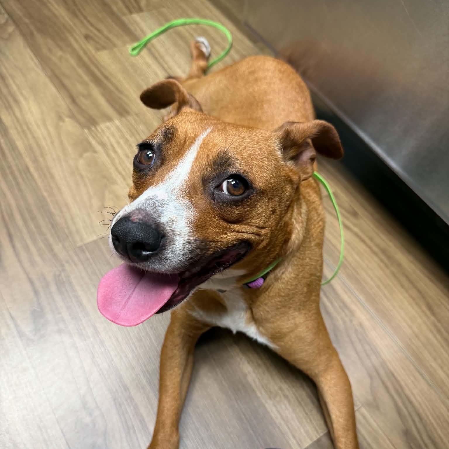 Amiga, ADOPTABLE, Adult Female American Staffordshire Terrier.