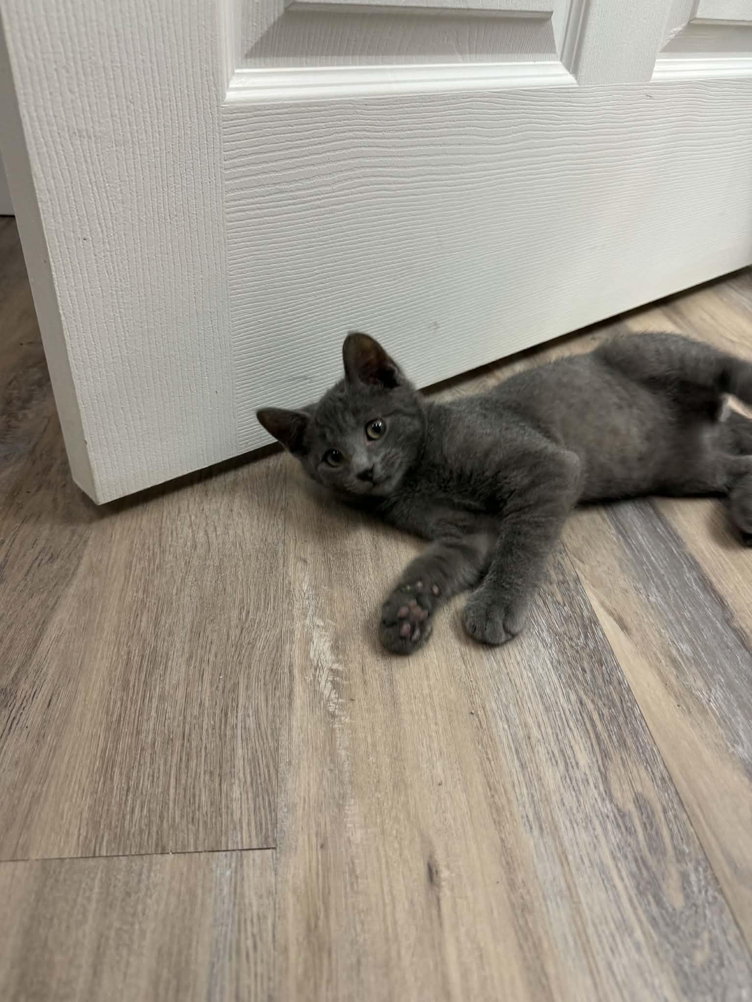 Sweden, a ADOPTABLE Domestic Short Hair in Fulton, NY image 4/6