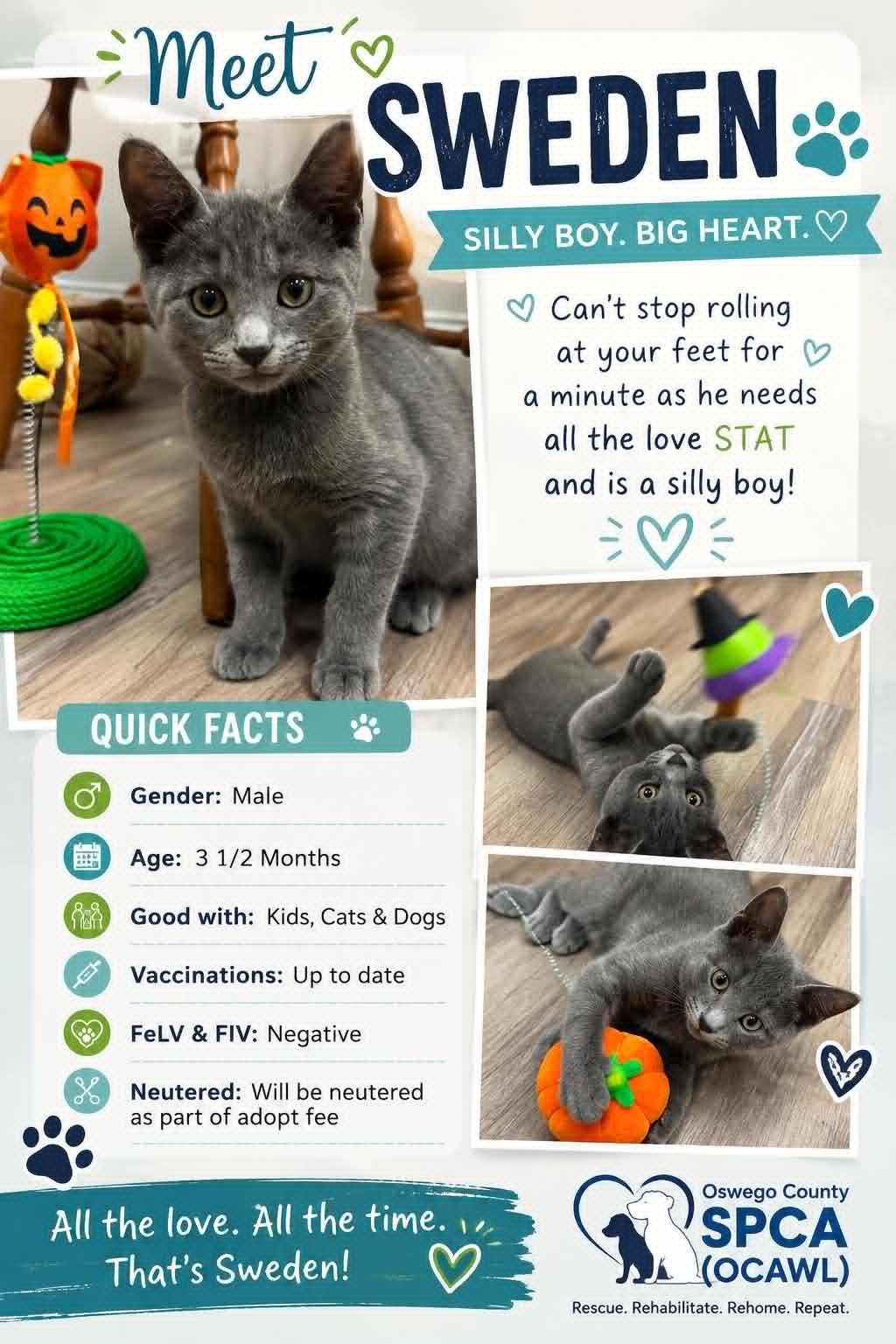 Sweden, ADOPTABLE, Young Male Domestic Short Hair.