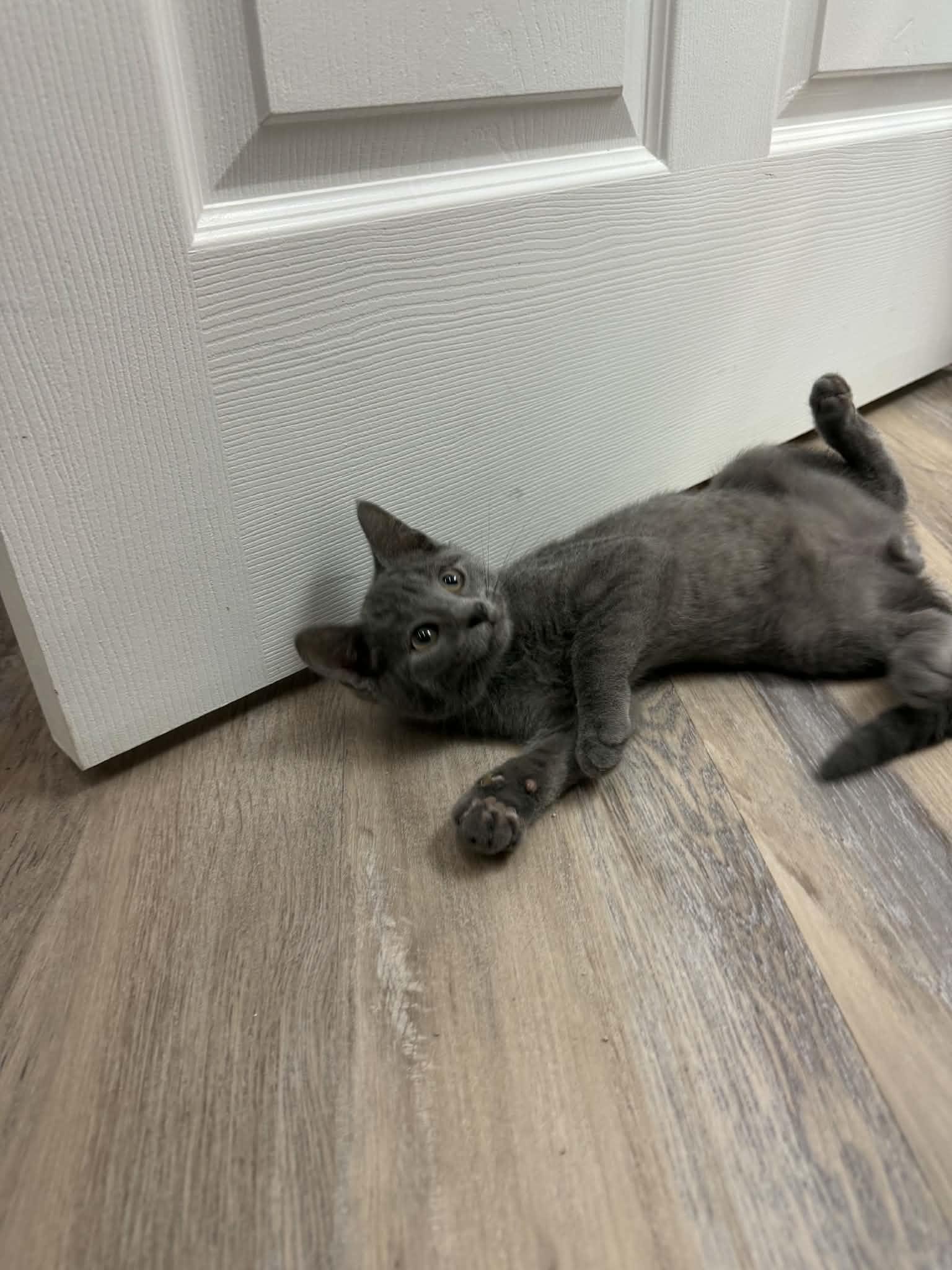 Sweden, a ADOPTABLE Domestic Short Hair in Fulton, NY image 2/6