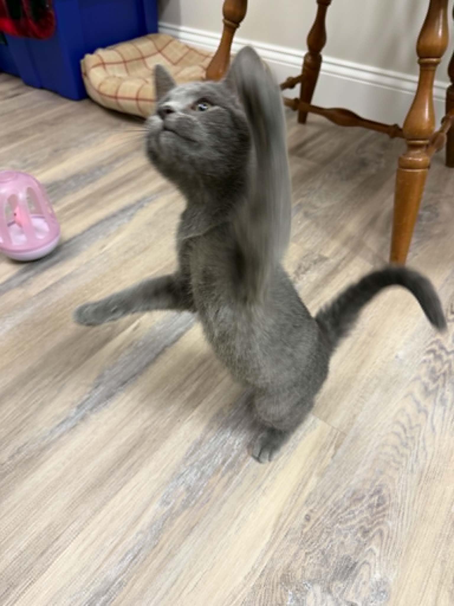 Sweden, a ADOPTABLE Domestic Short Hair in Fulton, NY image 3/6