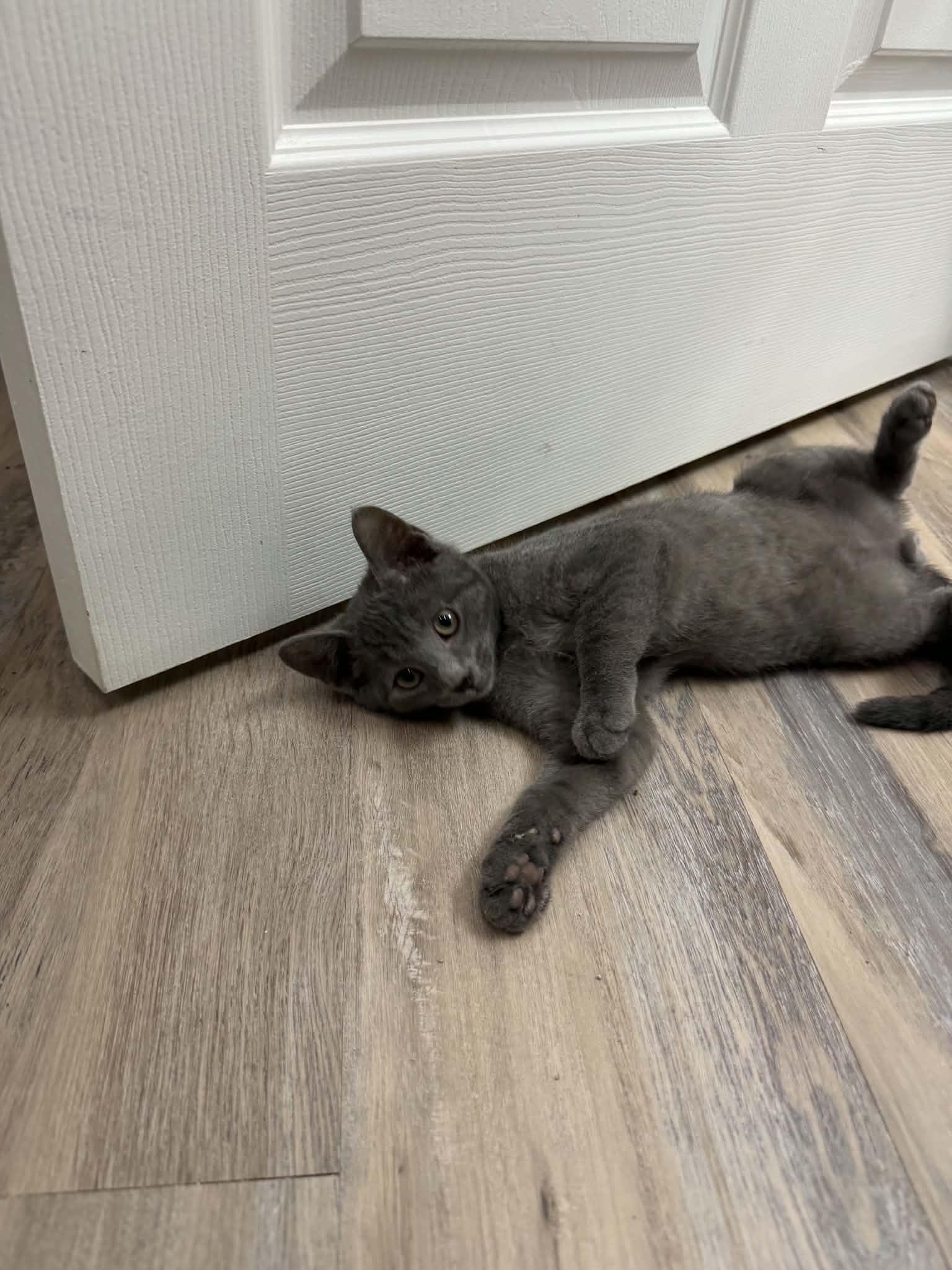 Sweden, a ADOPTABLE Domestic Short Hair in Fulton, NY image 6/6