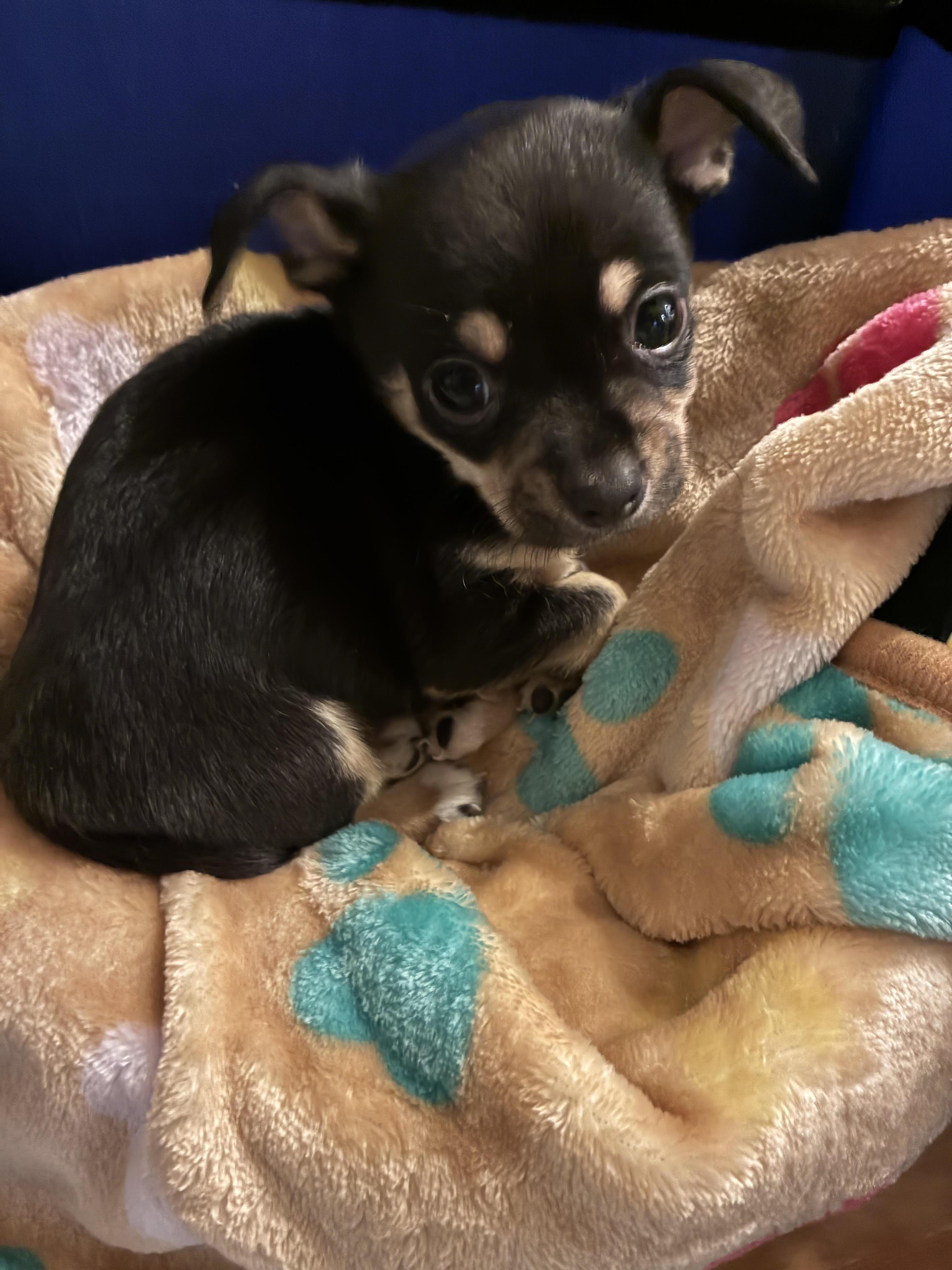 Sully, adopted, Puppy Male Chihuahua.
