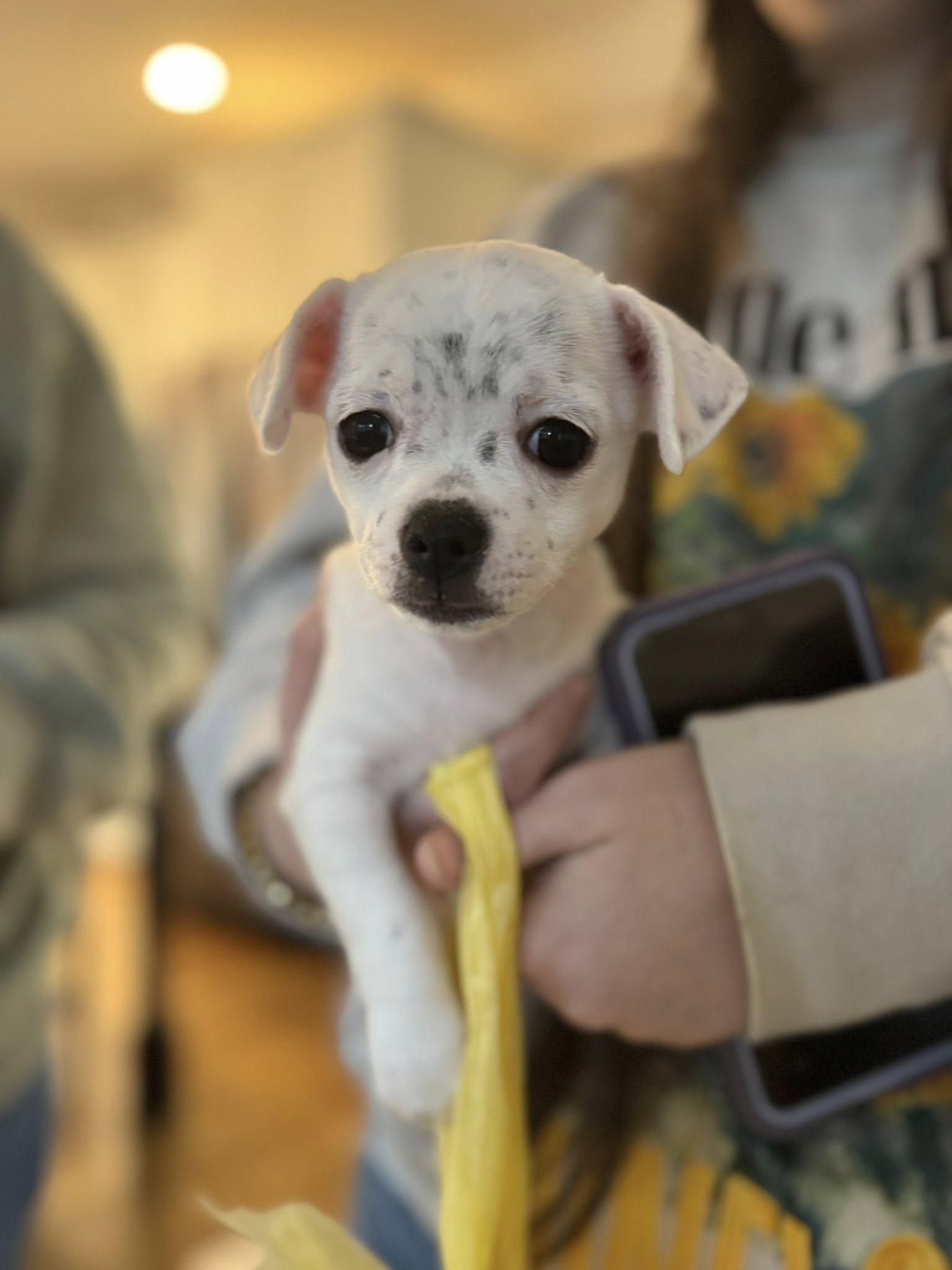 Enlarge Sully, an adopted Chihuahua in Matthews, NC image 2/3