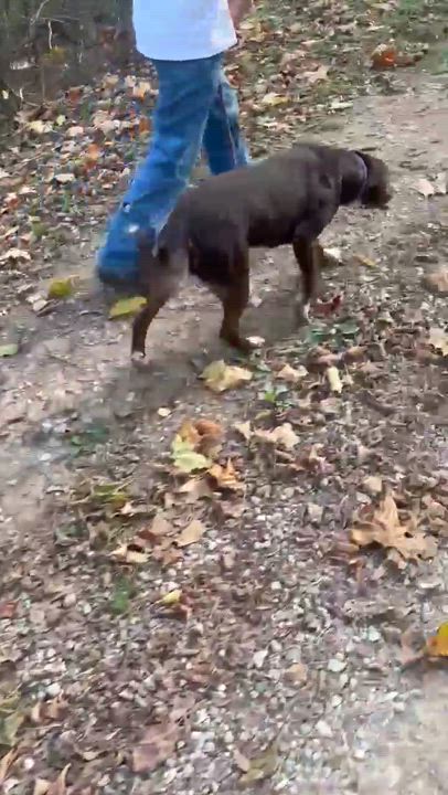 Enlarge Lilly, a Adoptable mixed breed in Asheville, NC video 5/6