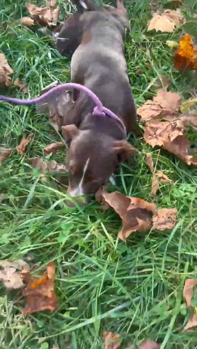 Enlarge Lilly, a Adoptable mixed breed in Asheville, NC video 6/6