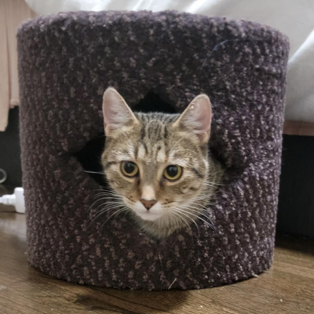 Enlarge Audrey, a Adoptable Domestic Short Hair in St. Paul, MN image 1/6