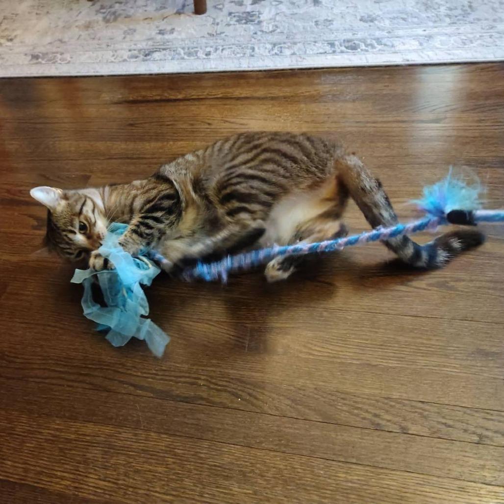 Enlarge Audrey, a Adoptable Domestic Short Hair in St. Paul, MN image 2/6