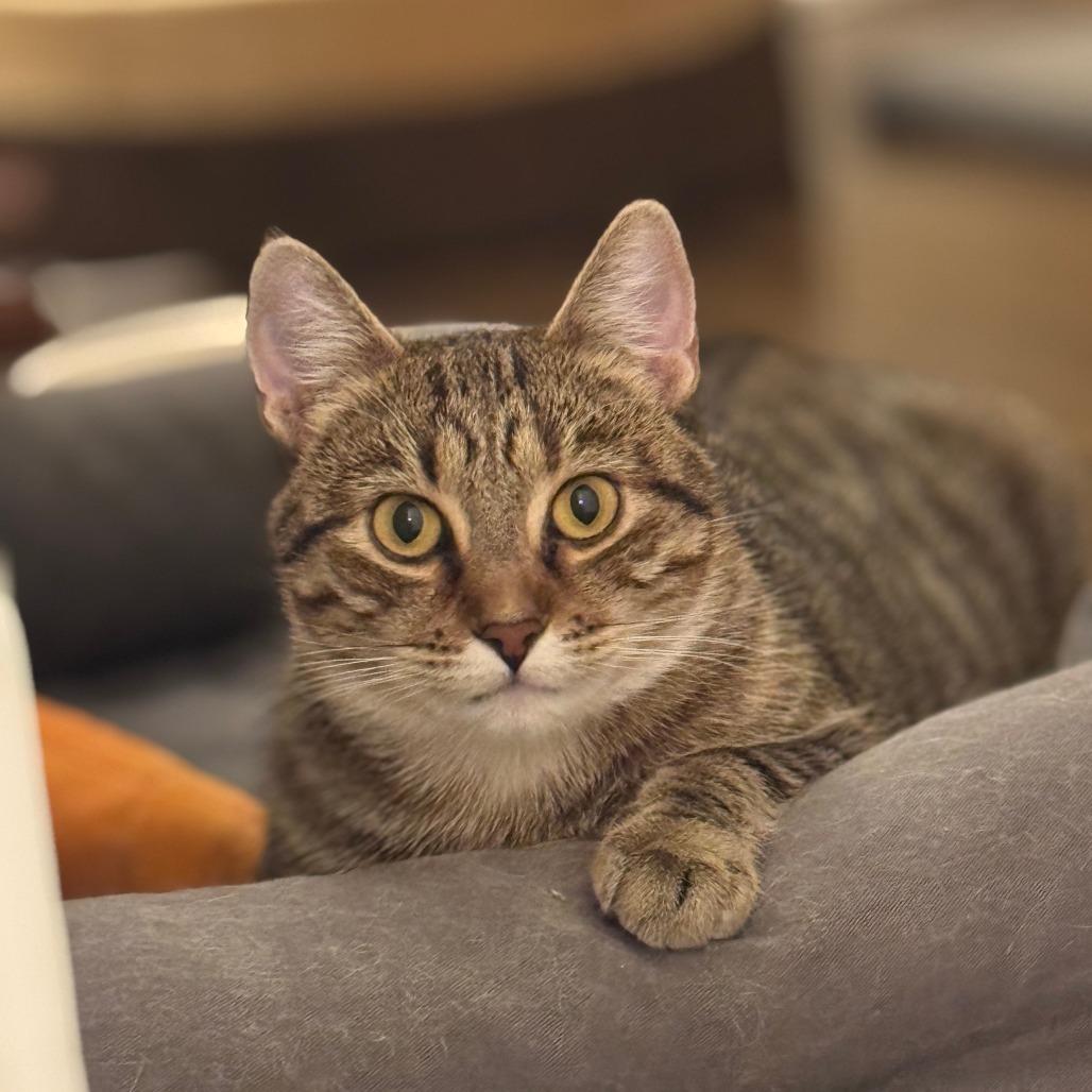 Enlarge Audrey, a Adoptable Domestic Short Hair in St. Paul, MN image 3/6