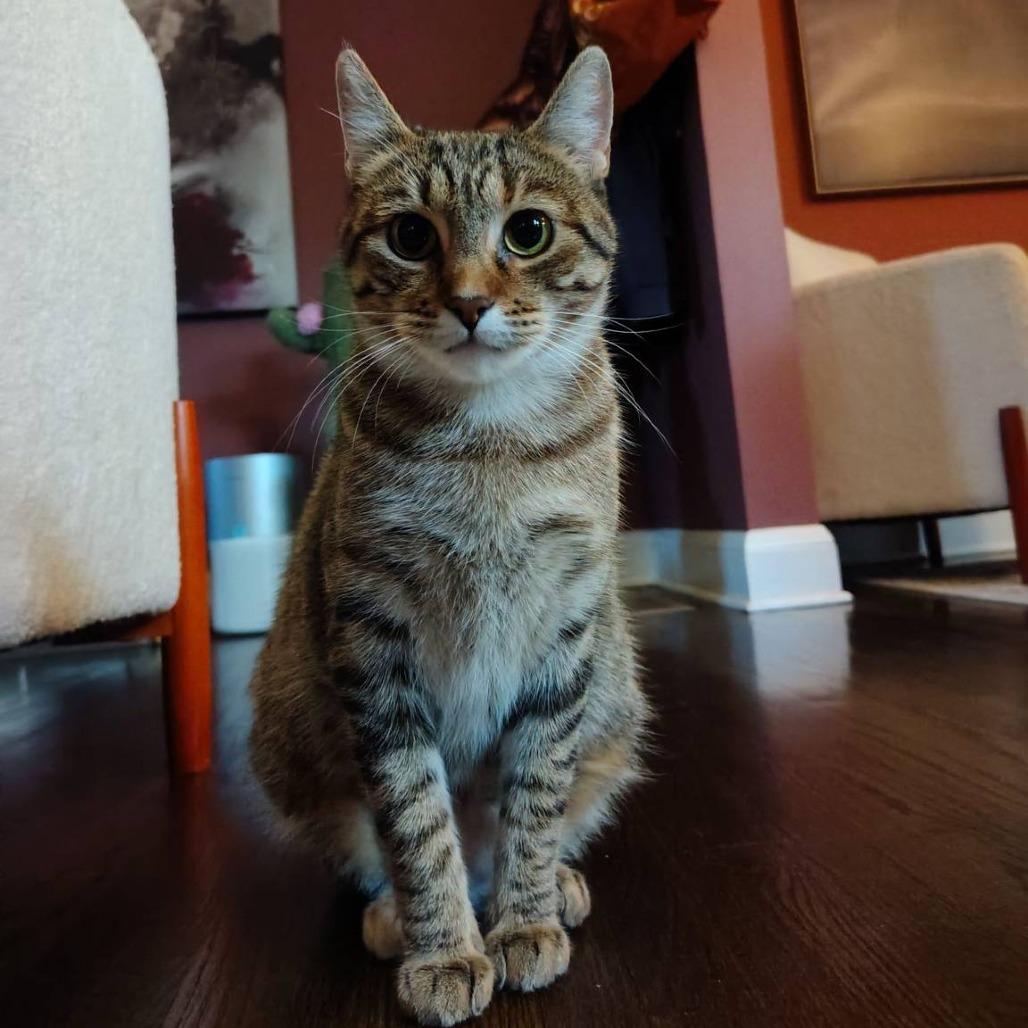 Enlarge Audrey, a Adoptable Domestic Short Hair in St. Paul, MN image 5/6