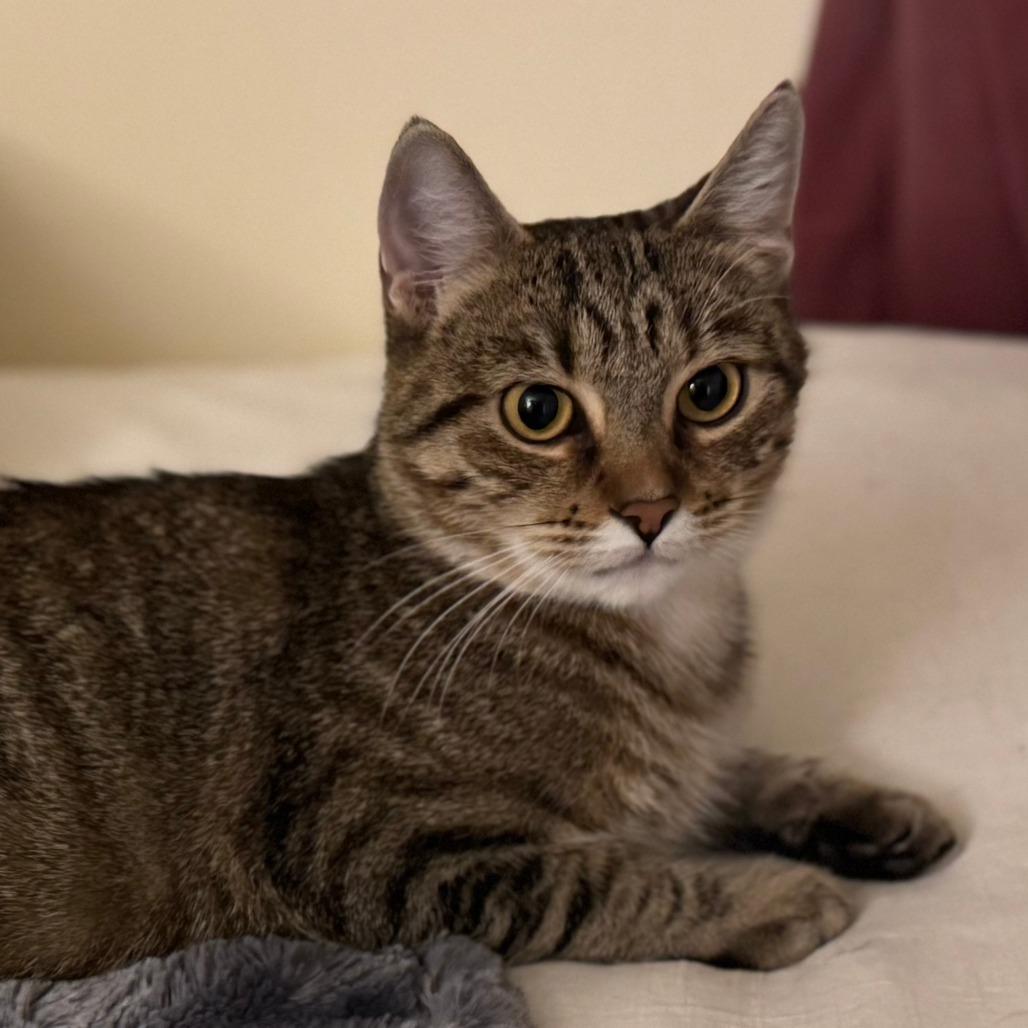 Enlarge Audrey, a Adoptable Domestic Short Hair in St. Paul, MN image 6/6