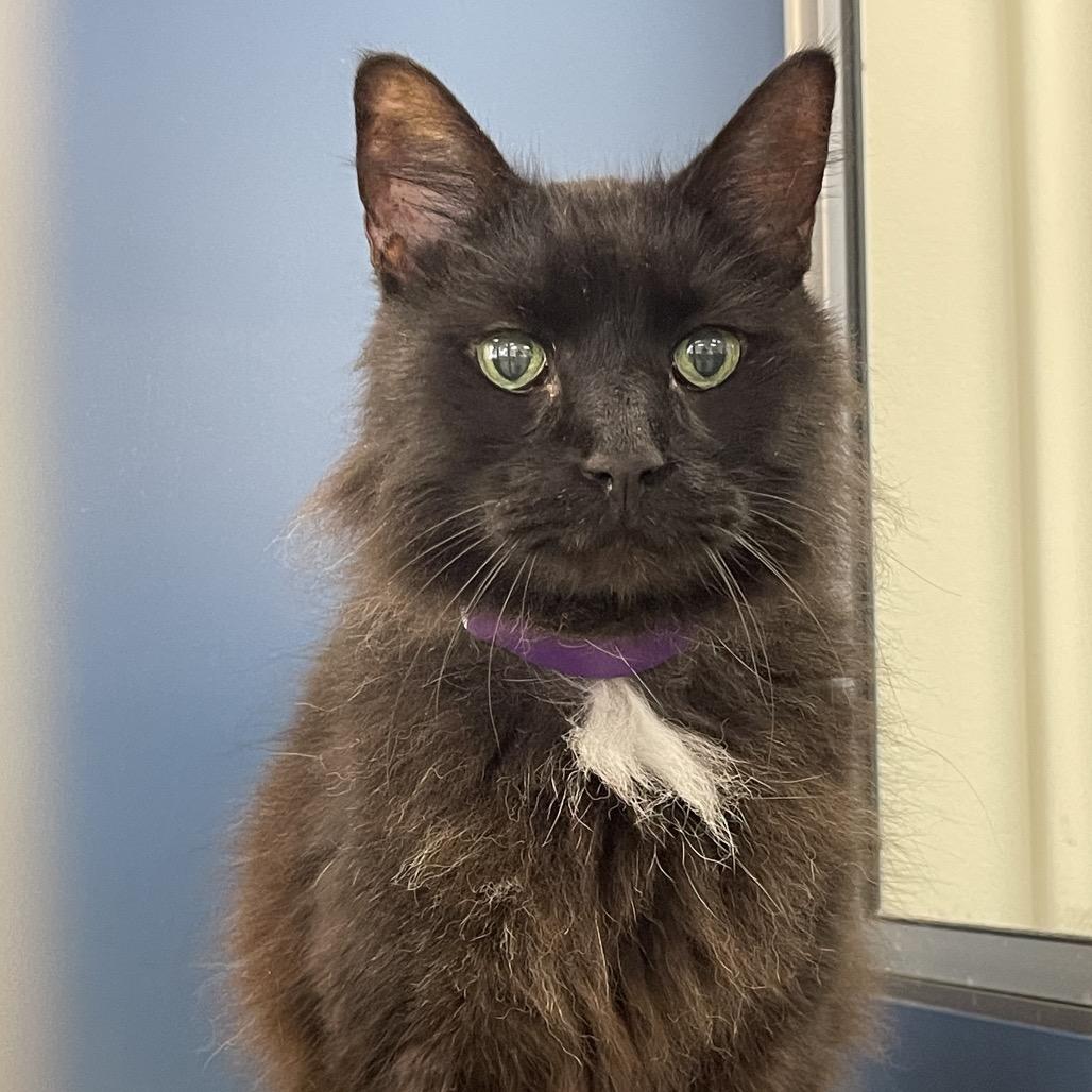 Enlarge Ragnar, a Adoptable mixed breed in Tulsa, OK image 2/4