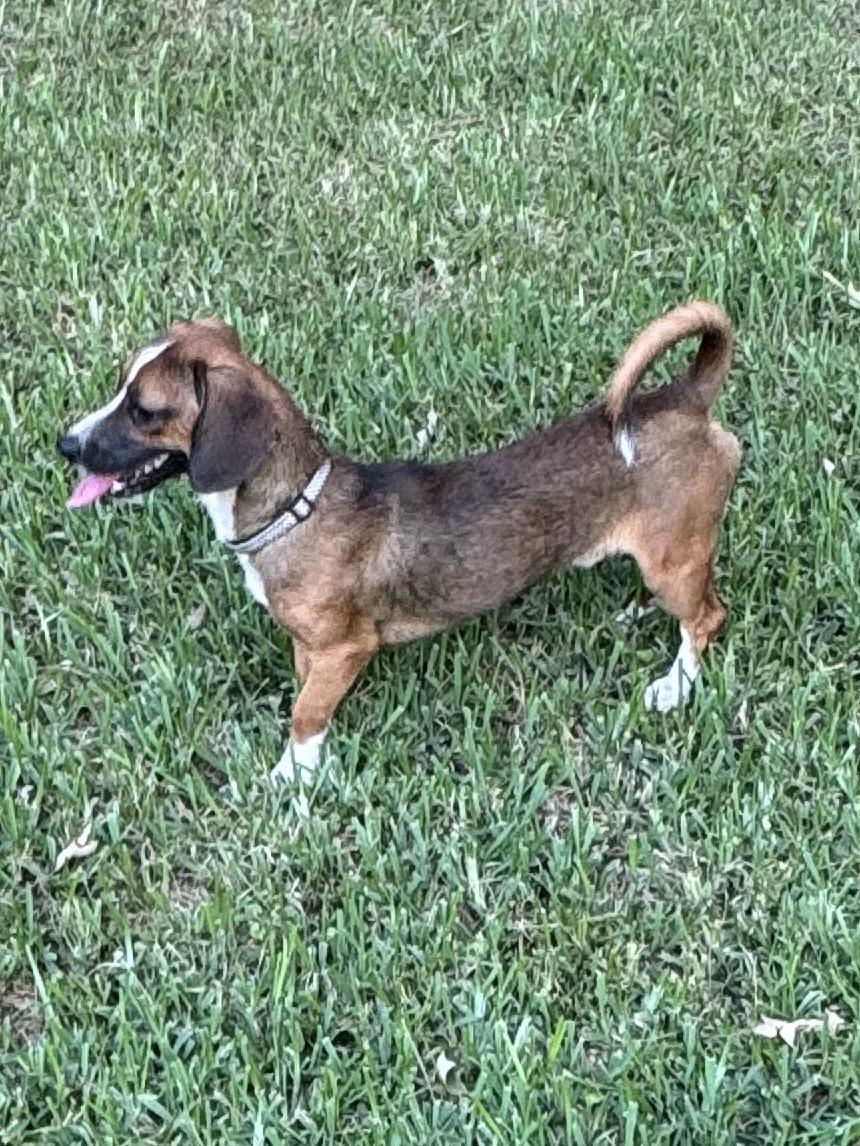 Enlarge NOODLE, an adopted mixed breed in Warwick, RI image 3/5