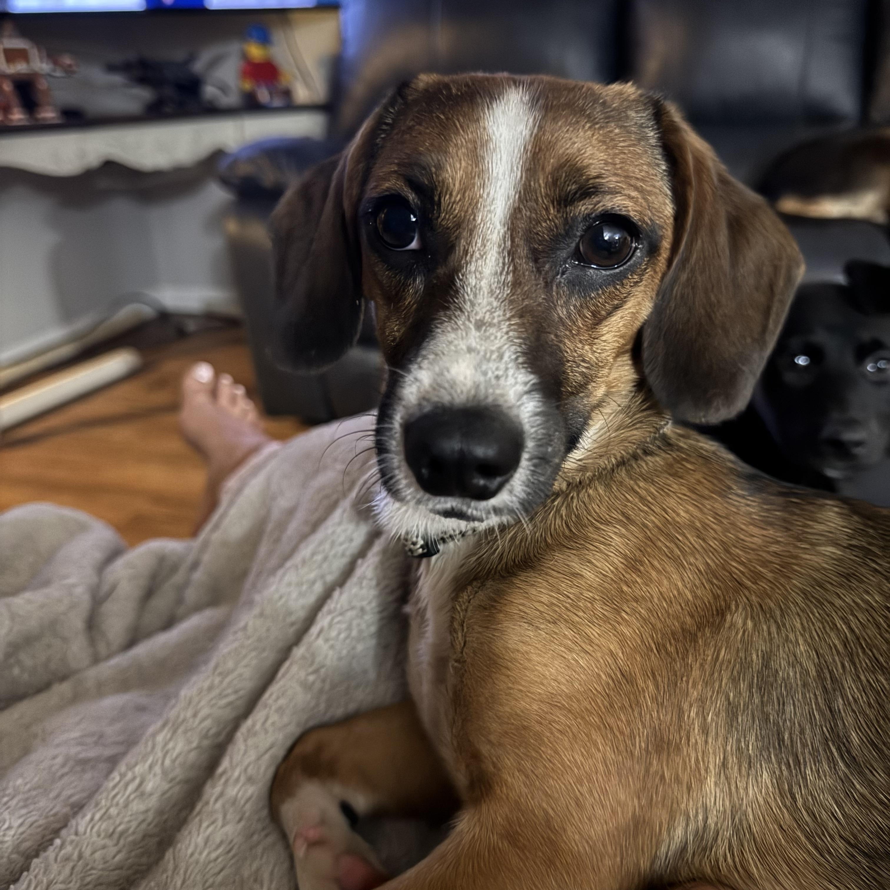 Enlarge NOODLE, an adopted mixed breed in Warwick, RI image 1/5