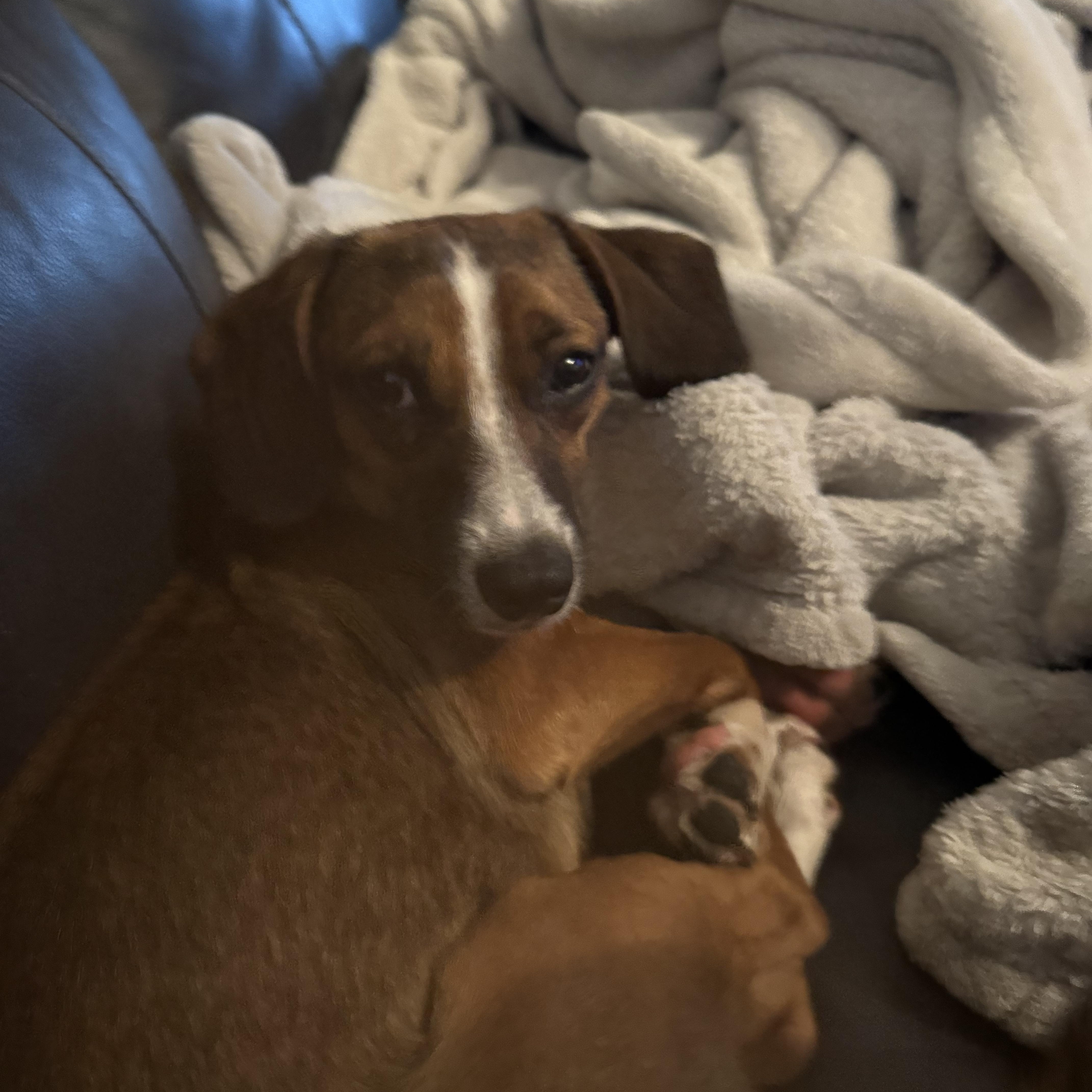 Enlarge NOODLE, an adopted mixed breed in Warwick, RI image 5/5