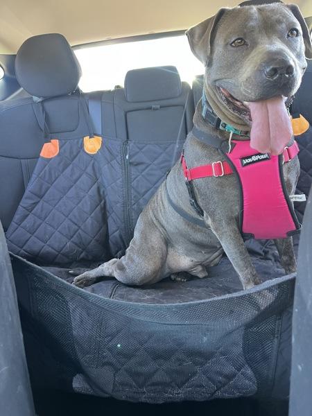 Enlarge Pike, a Adoptable mixed breed in Oceanside, CA image 1/1