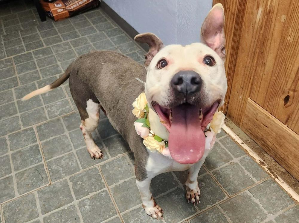 Shasta #48185 🇨🇦, Adoptable, Adult Female Pit Bull Terrier.