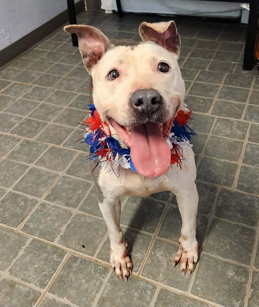 Shasta #48185 🇨🇦, Adoptable, Adult Female Pit Bull Terrier.