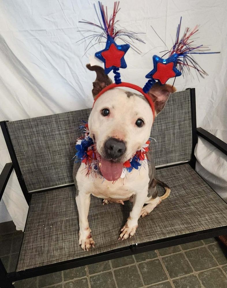 Shasta #48185, a Adoptable mixed breed in Pictou, NS image 2/6