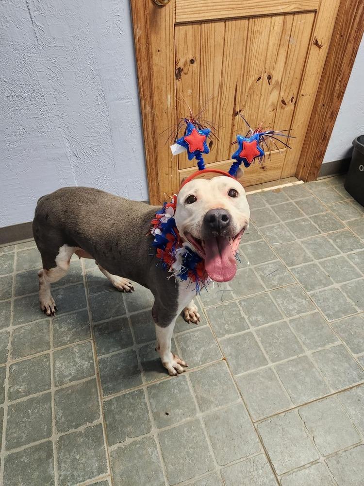 Shasta #48185, a Adoptable mixed breed in Pictou, NS image 3/6