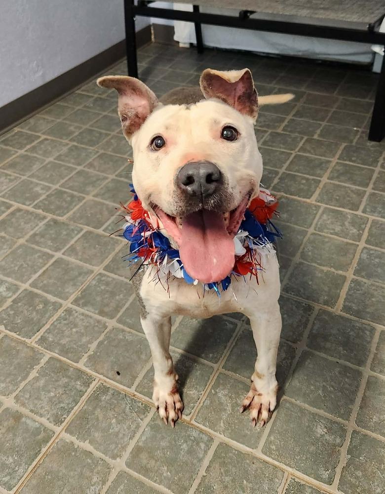 Shasta #48185, a Adoptable mixed breed in Pictou, NS image 4/6