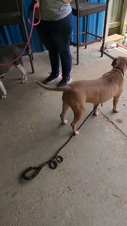 Enlarge Shasta #48185, a Adoptable mixed breed in Pictou, NS video 5/6