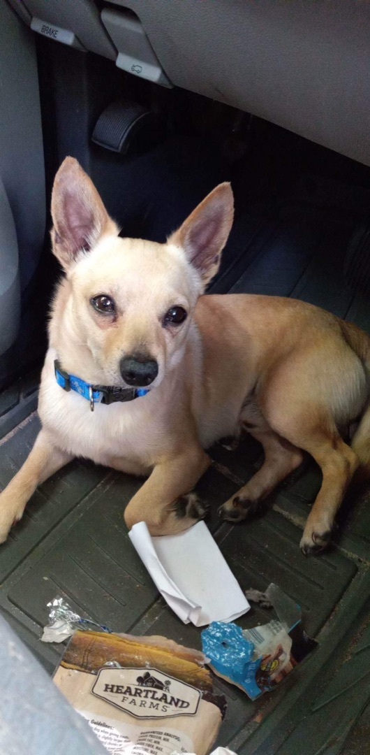 Murphy, an adoptable Chihuahua Mix in Marianna, FL_image-1