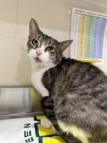 Enlarge Keekee, an adopted Domestic Short Hair in Manitowoc, WI image 1/1
