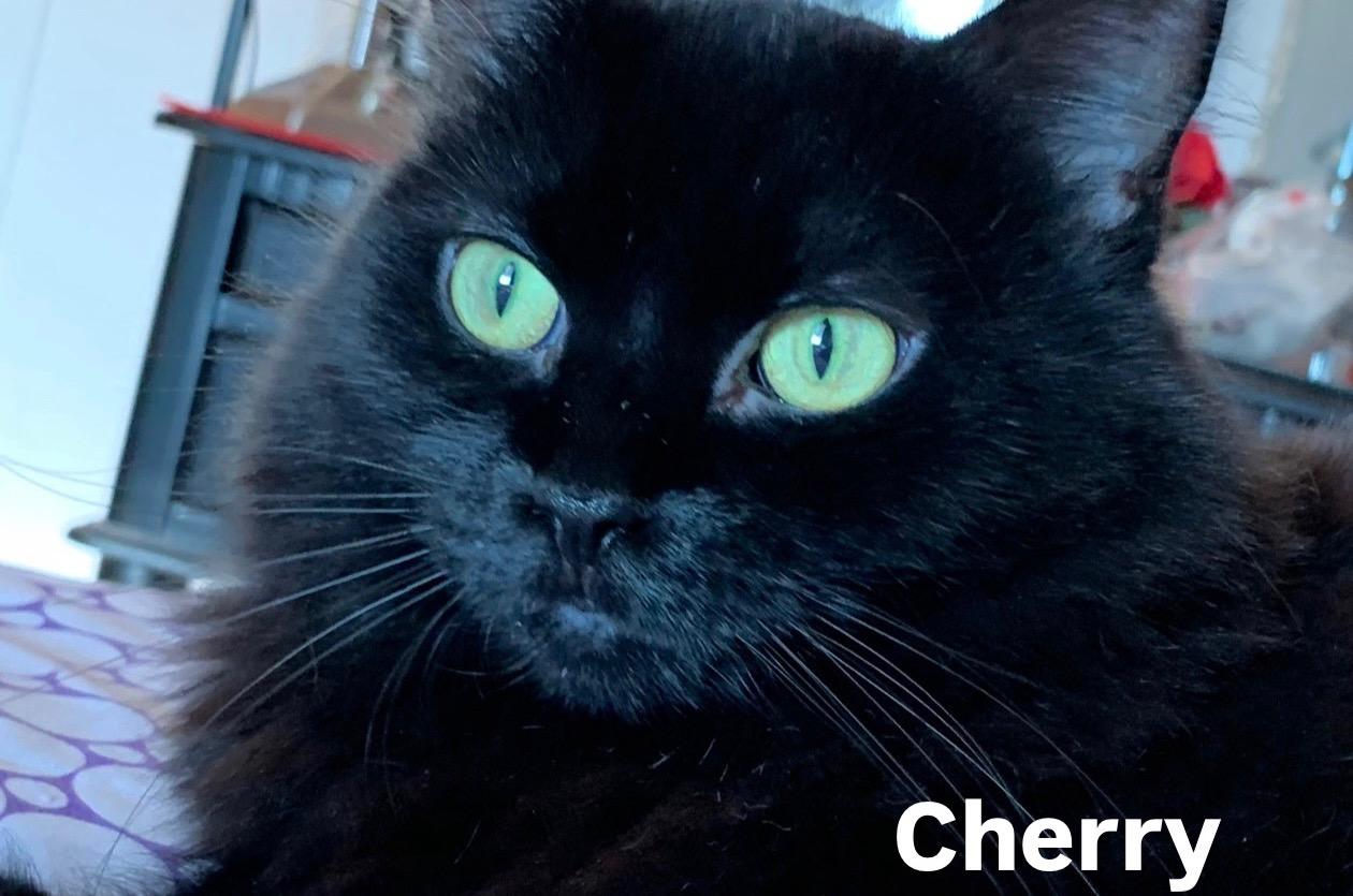 Cherry, ADOPTABLE, Adult Female Domestic Short Hair.