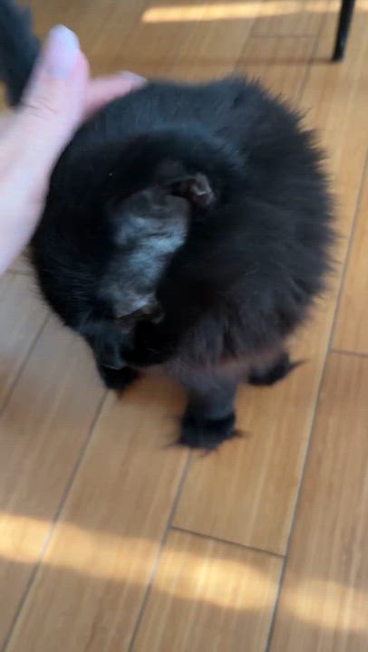 Enlarge Cherry, a ADOPTABLE Domestic Short Hair in Ardsley, NY video 2/2