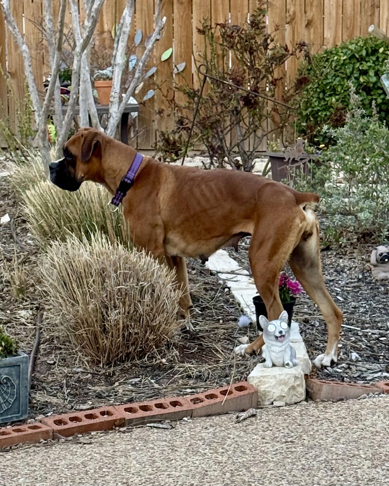 Enlarge Roxy, a Adoptable Boxer in Monticello, NY image 1/3