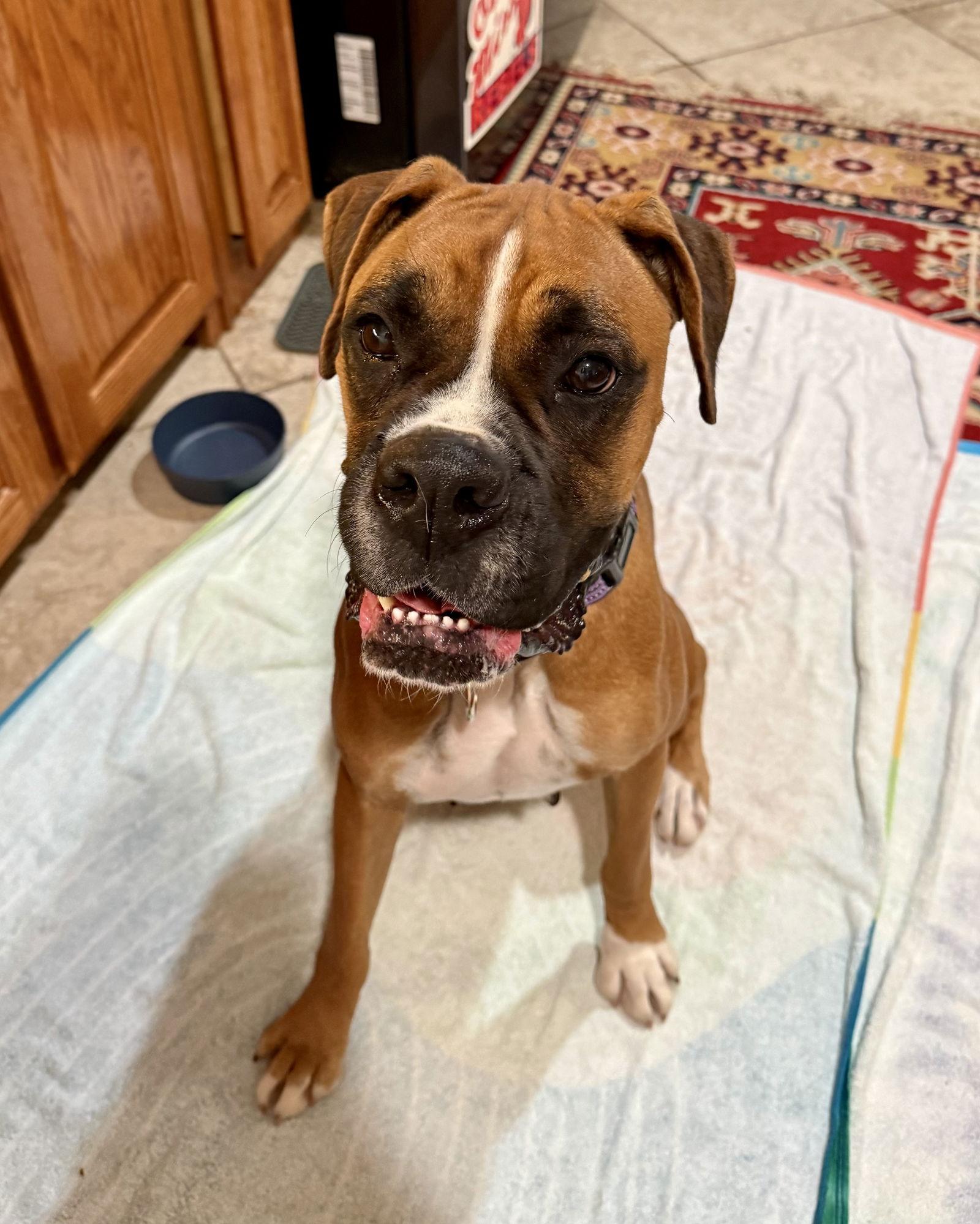 Enlarge Roxy, a Adoptable Boxer in Monticello, NY image 2/3