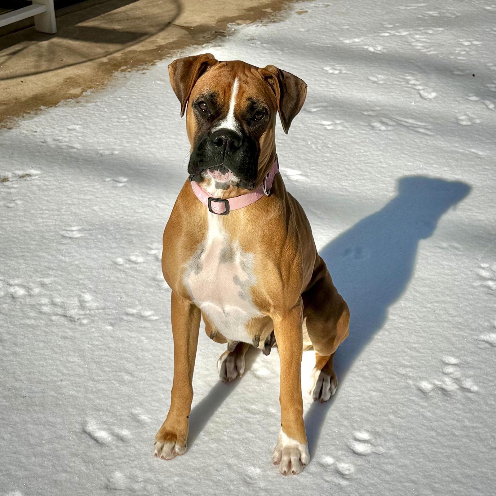 Enlarge Roxy, a Adoptable Boxer in Monticello, NY image 3/3
