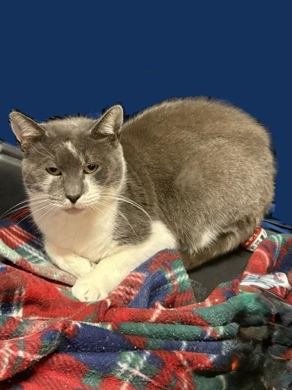 Franky fka Frankincense